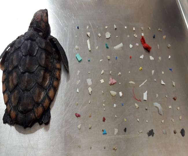 104-plastic-pieces-found-in-dead-baby-turtle-belly